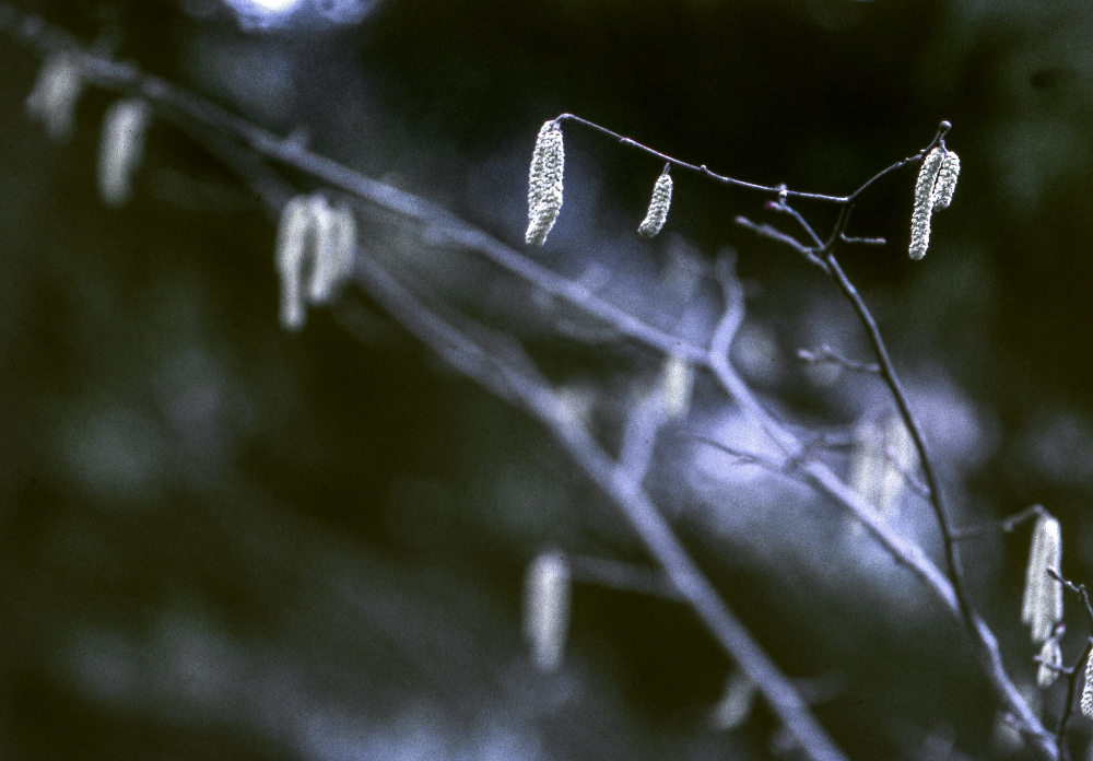 Hasseln blommar. Fotografiet ingår i bildserien Angarnssjöängen 1970 som köptes av Vallentuna kommun och gjordes mot bakgrund av den oro som fanns bland naturvänner då Stockholm stad planerade en ny stad i området med upp mot 100 000 invånare. Så småningom övergavs planerna och istället bildade Länsstyrelsen naturreservat 1982.
