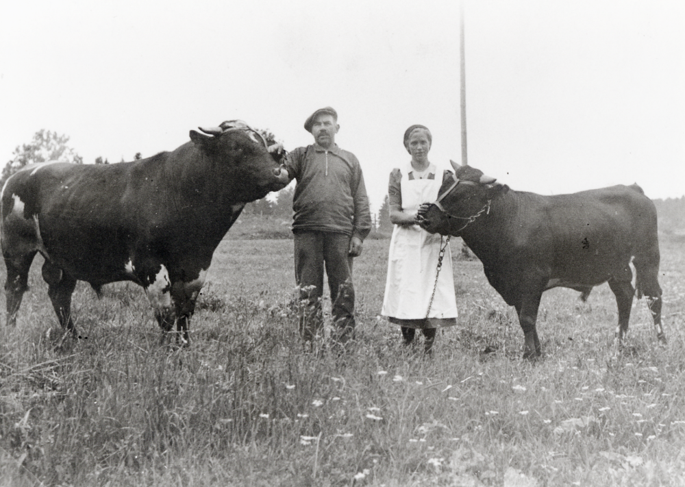 Två tjurar vid Ösby i Össeby-Garn.  T v står Karl Hugo Andersson, som var ladugårdskarl vid Ösby och t h hans styvdotter Sara som senare gifte sig med Sven Dahlbeck på Ösby