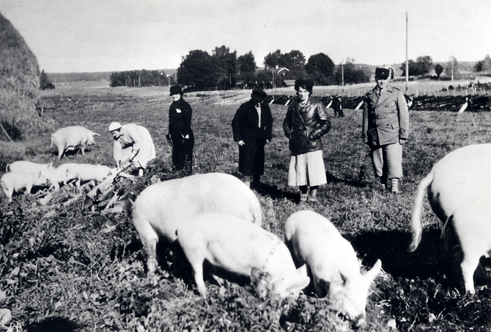 Grisar på bete vid Lindönäs gård före svinfabrikernas tid