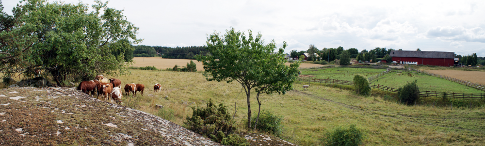 Kor vid hällristning U 248 i Näle by.