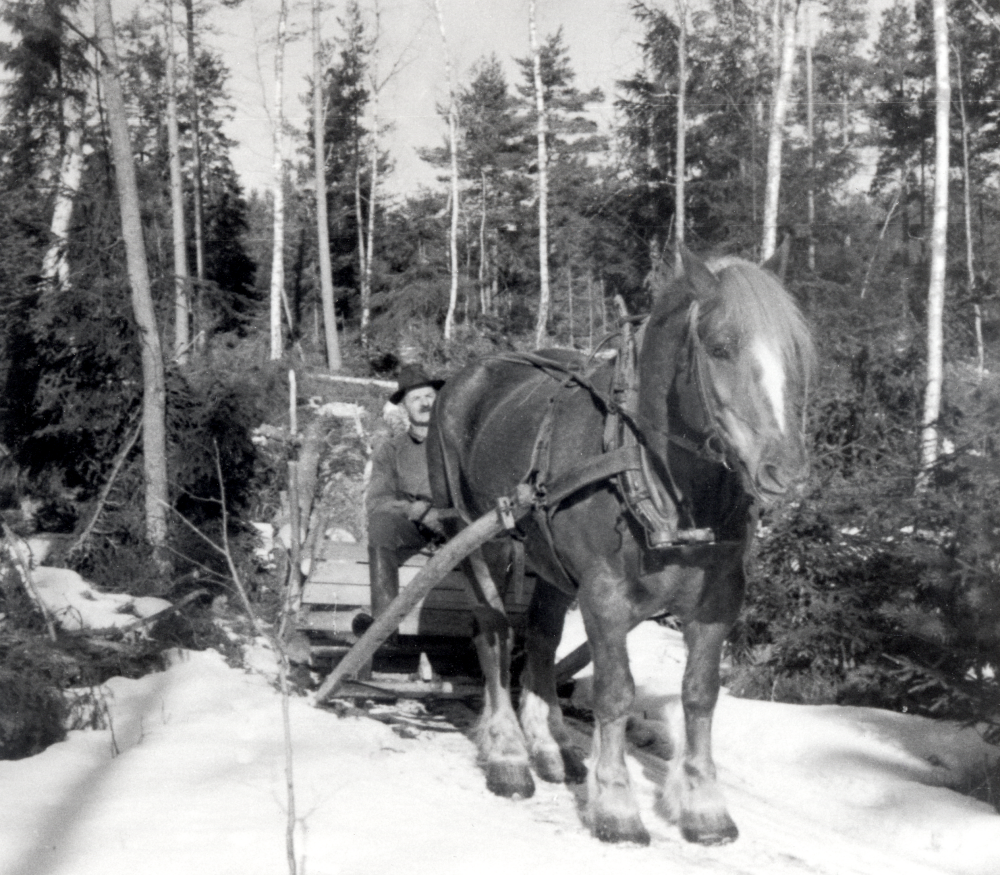 Åkare Elis Hedlund med hästen Rulard i skogen vid Gävsjövägen.  Rulard drar en släde lastad med timmer från skogsavverkning.  Skogens ägare var  byggbolaget Olsson och Rosenlund