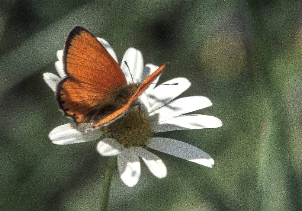 Guldvingefjäril på prästkrage. Fotografiet ingår i bildserien Angarnssjöängen 1970 som köptes av Vallentuna kommun och gjordes mot bakgrund av den oro som fanns bland naturvänner då Stockholm stad planerade en ny stad i området med upp mot 100 000 invånare. Så småningom övergavs planerna och istället bildade Länsstyrelsen naturreservat 1982.