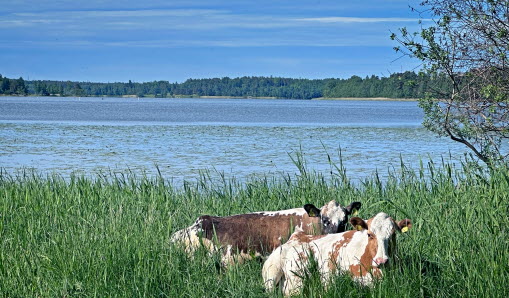 Bohuskullor vid Vallentunasjön
