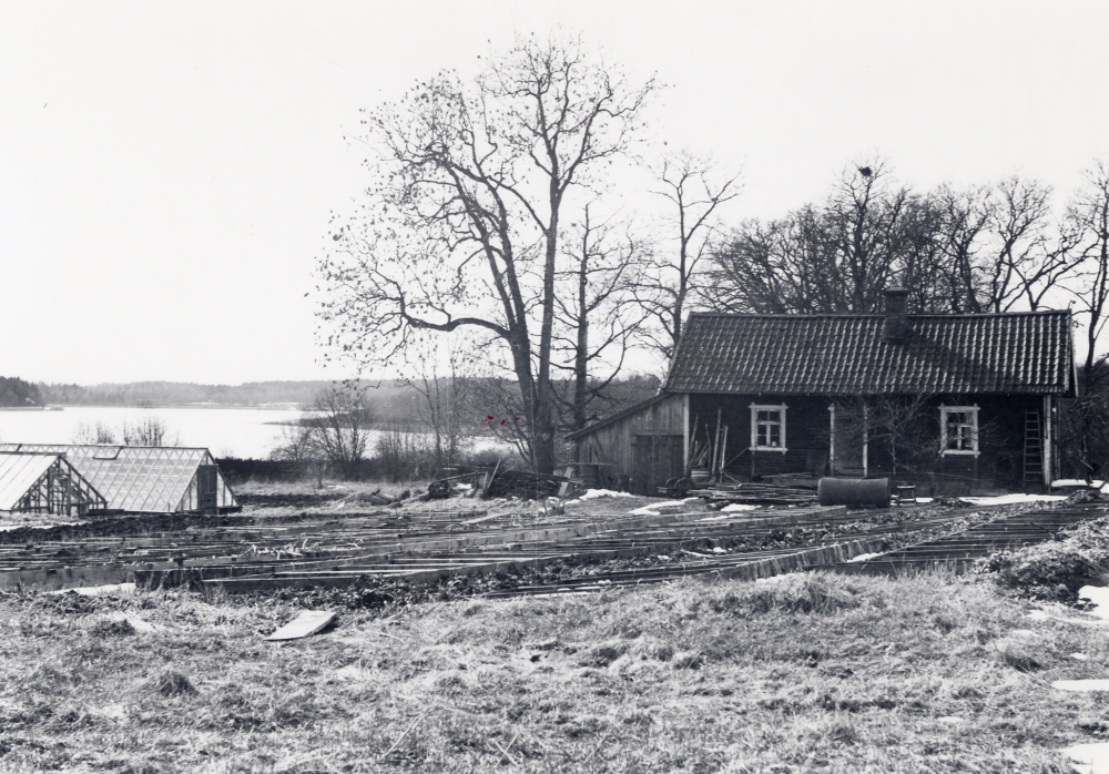 Växthus och drivbänkar vid Lindholmens gård i Orkesta.   I bakgrunden syns den isbelagda Storsjön