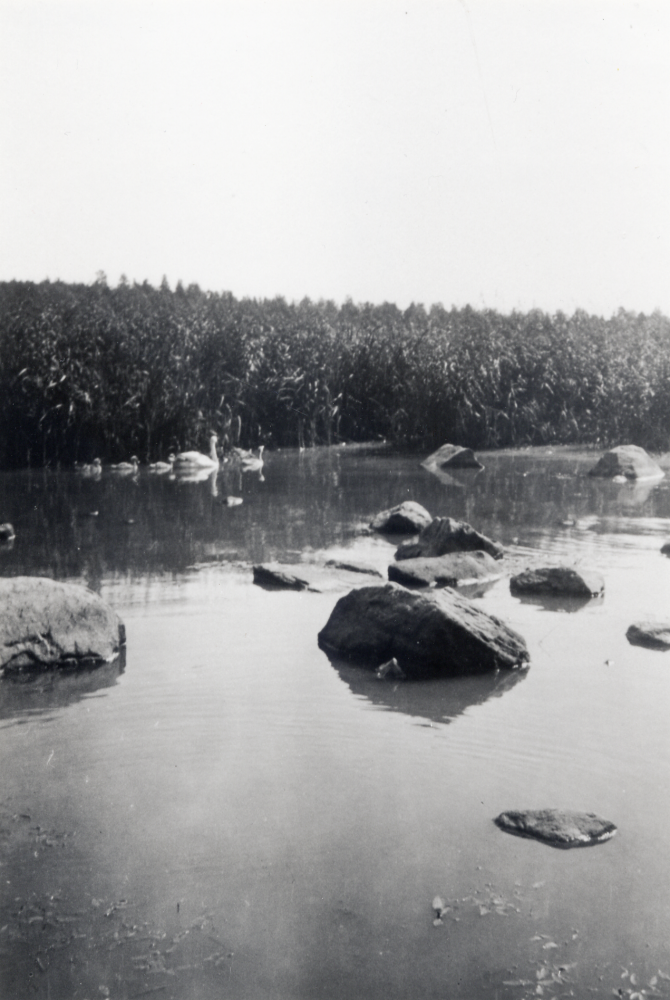 Svanfamilj i Kyrkviken, Vallentunasjön