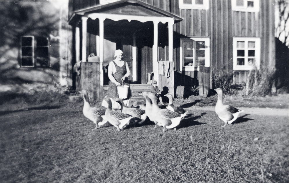 Hildur Vestholm matar gässen på Billsta gård. Huset revs på 1940-talet och användes som ved under kriget. I huset fanns före 1885 en handelsbod i den vänstra delen av huset. Handelsboden var fortfarande på 1940-taelt helt orörd kvar när huset revs. Endast den vänstra delen var vitrappad, den högra delen var rödmålad. I övervåningen t v bodde Einar Johanssons farmor och faster