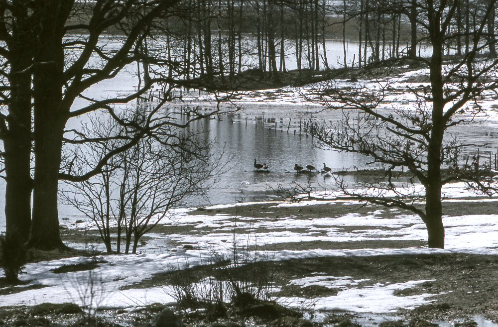 Gäss rastar ofta vid sjöängen, här väster om Skesta hage.Fotografiet ingår i bildserien Angarnssjöängen 1970 som köptes av Vallentuna kommun och gjordes mot bakgrund av den oro som fanns bland naturvänner då Stockholm stad planerade en ny stad i området med upp mot 100 000 invånare. Så småningom övergavs planerna och istället bildade Länsstyrelsen naturreservat 1982.