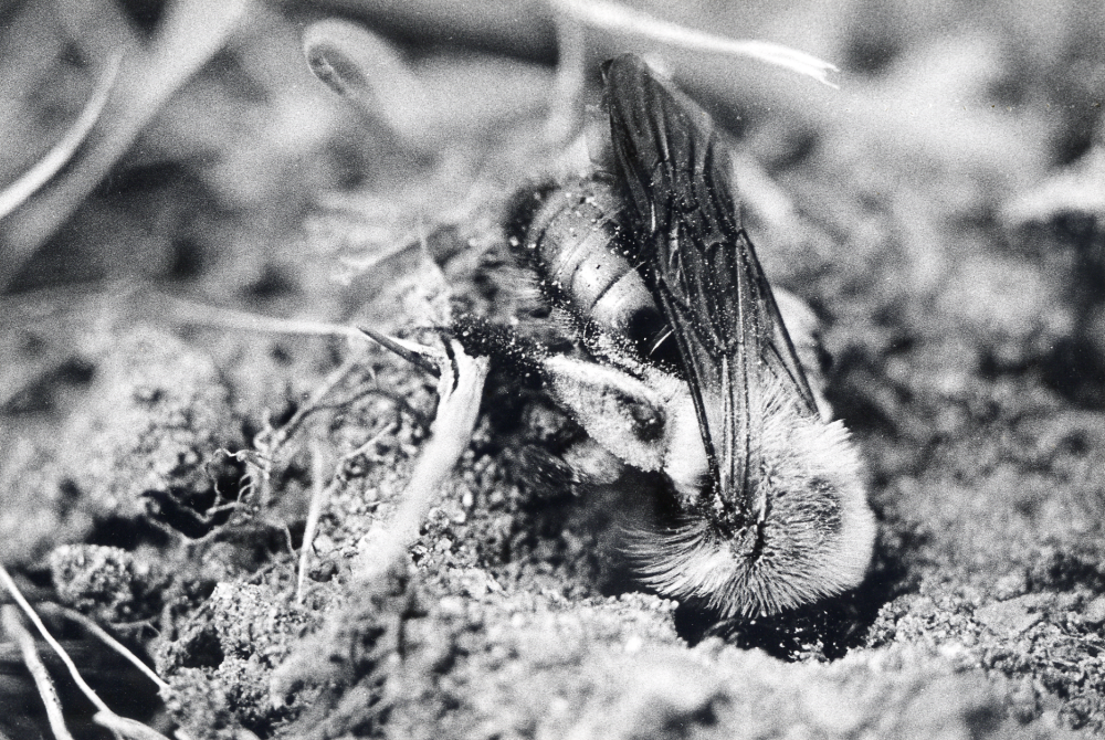 Solitärbi "Andrena" vid Sjökullarna i Vada