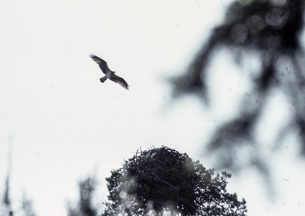 Fiskgjusen har anlänt till sitt gamla risbo. Fotografiet ingår i bildserien Angarnssjöängen 1970 som köptes av Vallentuna kommun och gjordes mot bakgrund av den oro som fanns bland naturvänner då Stockholm stad planerade en ny stad i området med upp mot 100 000 invånare. Så småningom övergavs planerna och istället bildade Länsstyrelsen naturreservat 1982.