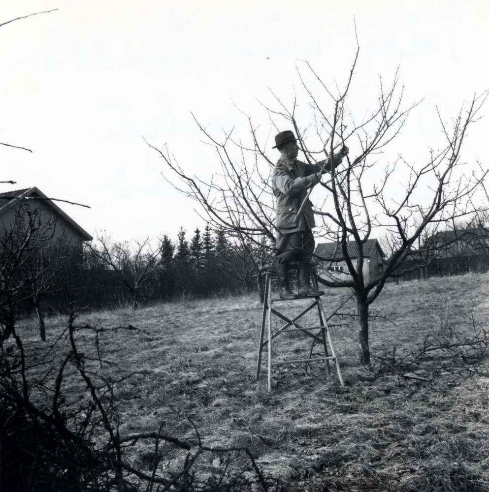 Trädgårdsmästare  Lindblom  beskär ett äppelträd