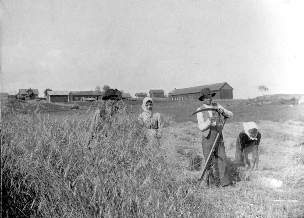 Skördearbete på Revsta gård i Angarn