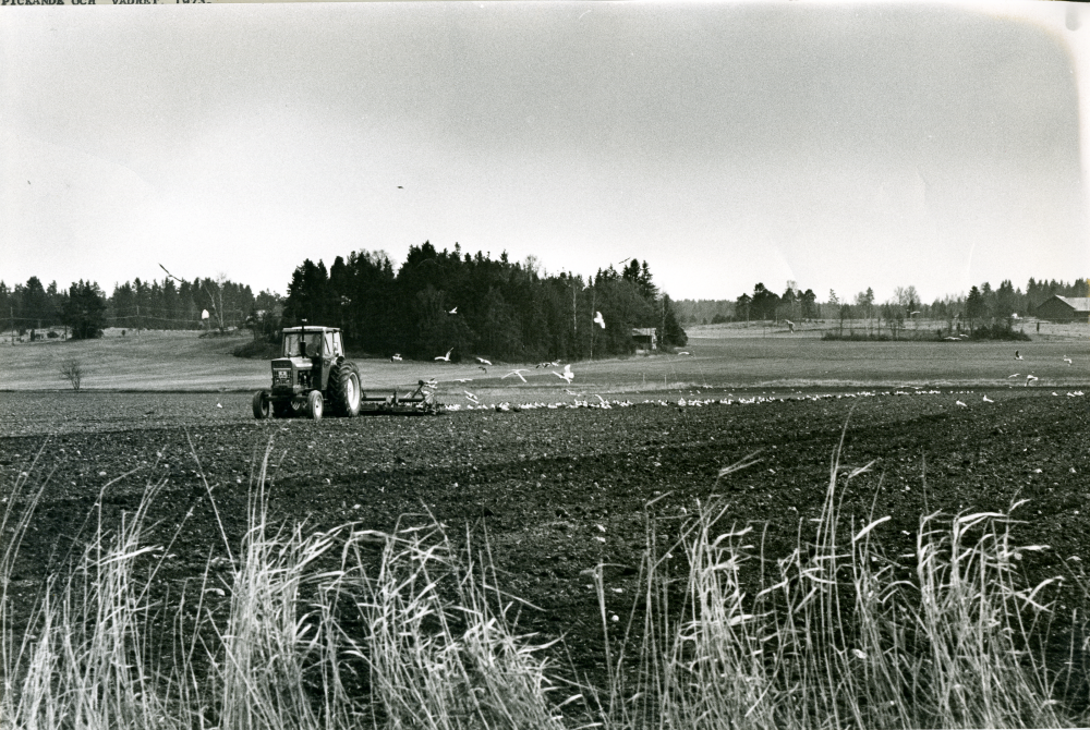 Vårsådd med hjälp av traktor och såmaskin som följs hack i häl av en flock måsar. Vy över odlingslandskapet.
•Fotografiet ingår i bildserien ”Vardagsliv i Vallentuna kommun” av Rachael Gough-Azmier & Gunilla Blomé, Haga Studios HB.