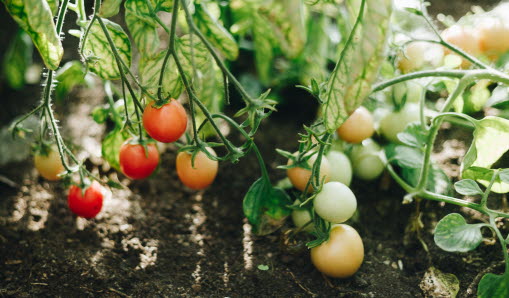 Tomater som växer på en planta.