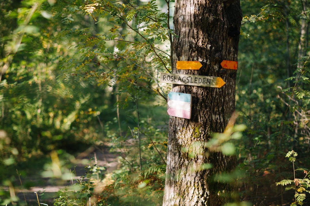 Markeringar för motionsspår uppsatta på ett träd. Även skylt för Roslagsleden sitter uppe.