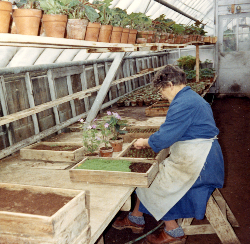 Agnes Hallgren  arbetar i  växthuset  vid  Slumsta handelsträdgård