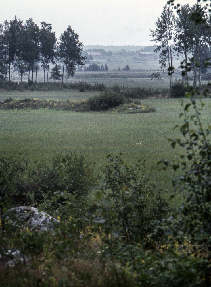 Sommar vid Angarnssjöängen. Fotografiet ingår i bildserien Angarnssjöängen 1970 som köptes av Vallentuna kommun och gjordes mot bakgrund av den oro som fanns bland naturvänner då Stockholm stad planerade en ny stad i området med upp mot 100 000 invånare. Så småningom övergavs planerna och istället bildade Länsstyrelsen naturreservat 1982.