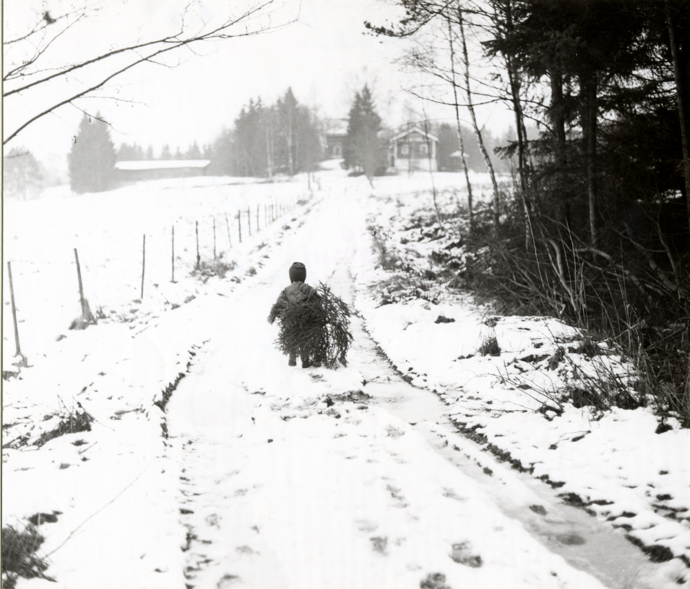 Ormsta  före tätbebybyggelsen.  Då kunde man, efter markägarens tillstånd, själv hämta sin  julgran  I bakgrunden skymtar hus som tillhör  Ormsta gård