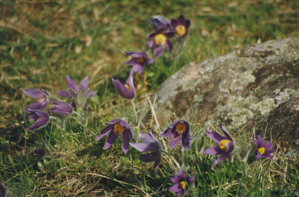 Vår vid Angarnssjöängen. Backsippor.