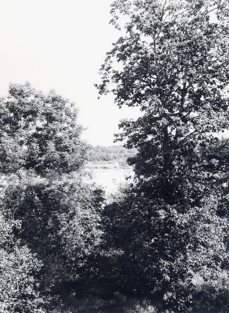 Lillsjön skymtar mellan träden på Gustav Vasakullen i Lindholmen