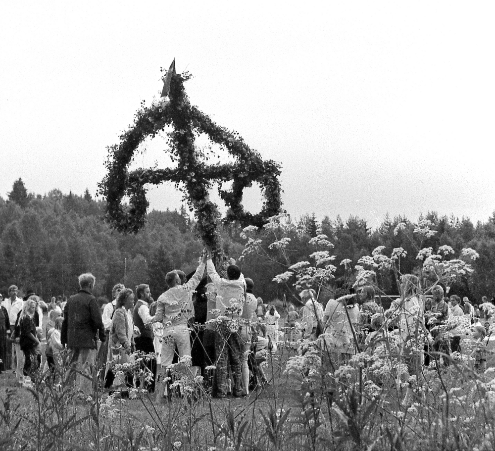 Midsommarstången reses vid midsommarfirandet på Björkvallen i Frösunda.