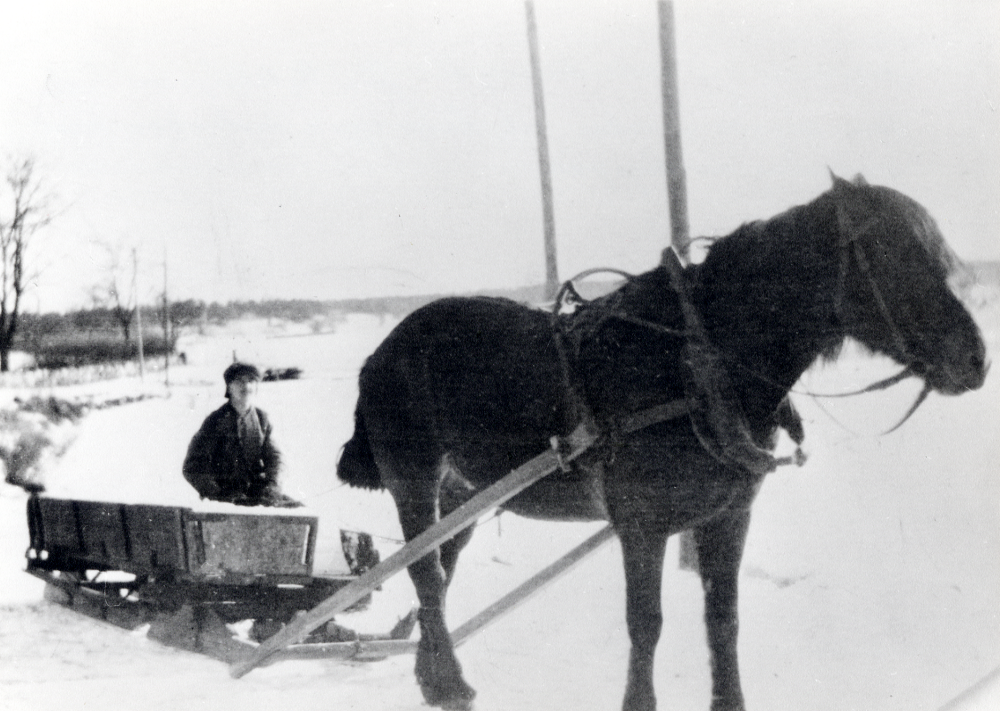 Iskörning på Vallentunasjön före kylskåpens tid. Isen sågades i vakar och lades upp i isstackar med isolering av sågspån. Nils Nordström från Mörby gård sitter i släden som dras av en häst