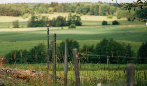 En liten fågel på ett staket