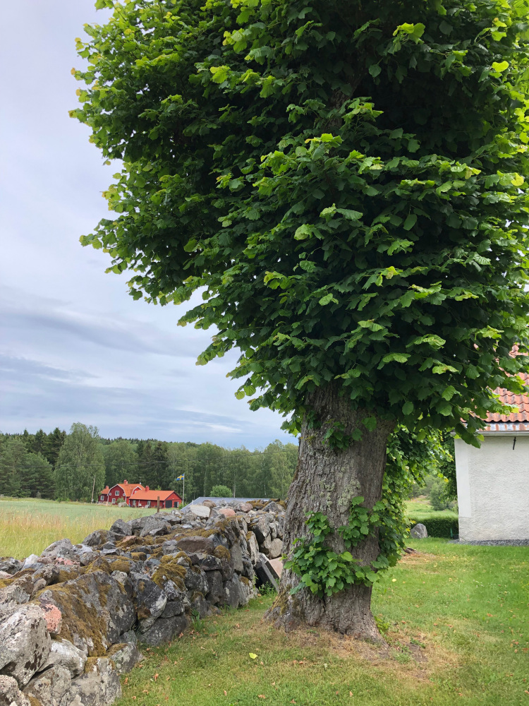 Bogårdsmur vid Vada kyrka. Bild tagen mot öster.