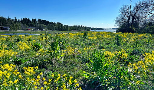 Vallentuna våtmarkspark