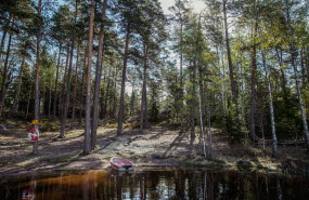 Bild på sjö i en skog