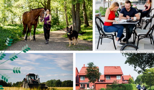 Fyra bilder i ett kollage, en kvinna med häst och hund, ett par vid ett fikabord, en traktor på en åker och en radhuslänga med röda hus.