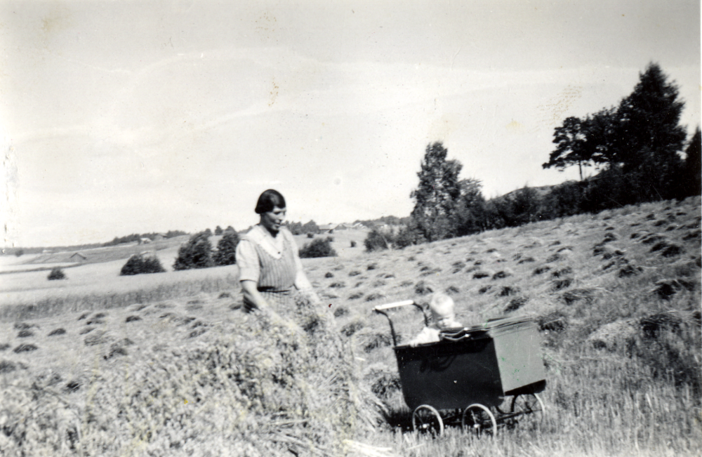 Havreskörd på Vikängen vid Gillberga gård i Össeby-Garn.  Rosa Johansson, gift med fotografen Ruben, sätter samman kärvarna som självbindaren lagt av.  Med på åkern är barnvagnen med dottern Sig-Britt