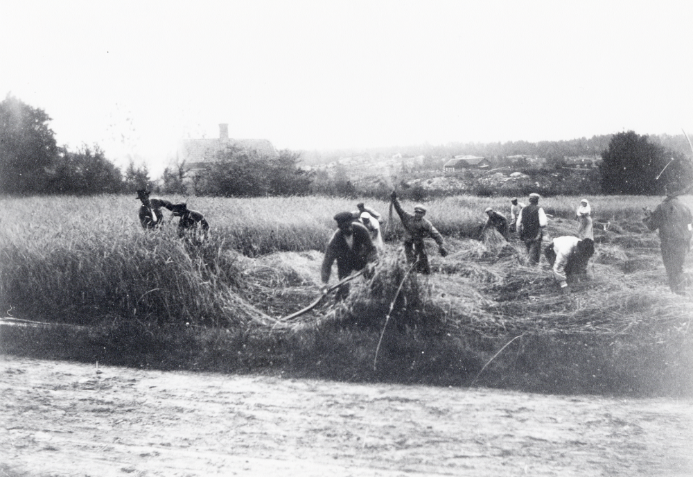 Rågen skärs på Backa gårds ägor i Kårsta före sekelskiftet.  Vägen i förgrunden leder till järnvägsstationen.  Huset t v är Backalund, arbetarbostad till Backa med två lägenheter.  I bildens mitt långt i bakgrunden skymtar Backa gård.  Huset t h med två skorstenar är torpet Sättra