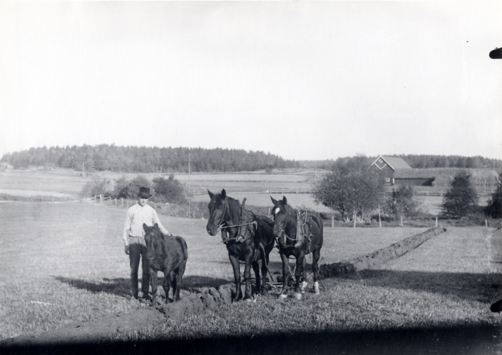 John Eriksson   plöjer  vid  Sunnanå gård . Två  hästar  drar plogen och ett litet  föl  går bredvid