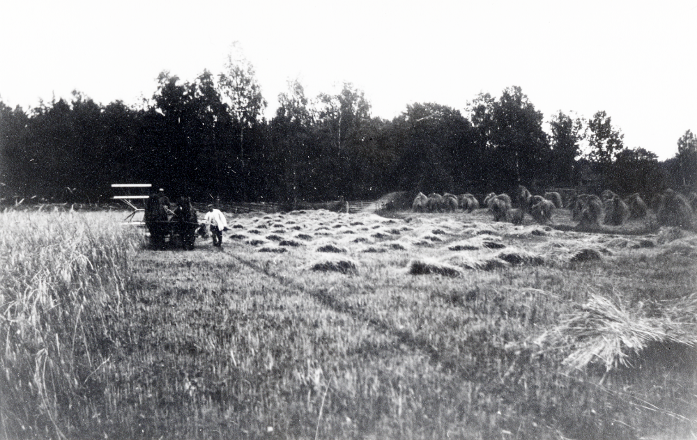 Två-hästars självbindare på Backa gård. Självbindaren skar av säden och band ihop den. T h står rättare Sandström, ev är kusken Gunnar Ländin