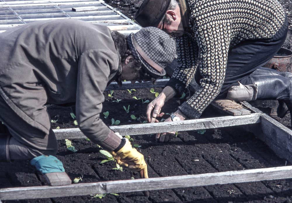John och Svea Rundqvist planterar sallat i drivbänkar. Paret Rundqvist flyttade från Hässelby 1942 och köpte Ensta gård i Ormsta. Där bedrev de grönsaksodling fram till 1972 då området bebyggdes.